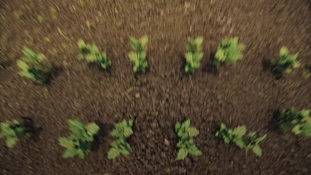 Video Reference: Plant, Terrestrial plant, Agriculture, Groundcover, Grass, Grass family, Flowering plant, Annual plant, Leaf vegetable, Plantation