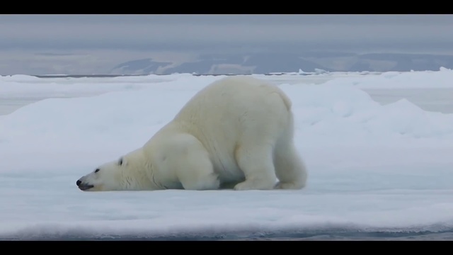 Video Reference: Snow, Polar bear, Water, Natural environment, Polar ice cap, Atmospheric phenomenon, Ice cap, Freezing, Carnivore, Sea ice