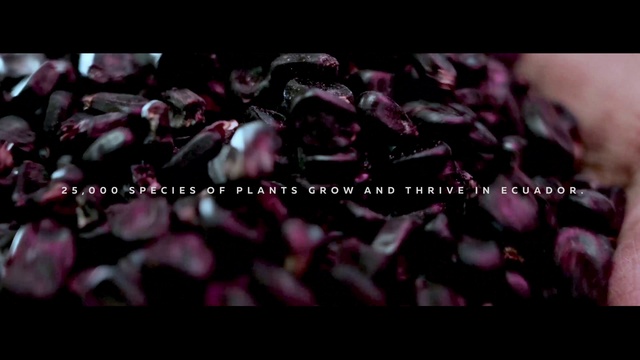 Video Reference: Purple, Petal, Plant, Organism, Natural foods, Violet, Font, Magenta, Produce, Rose family