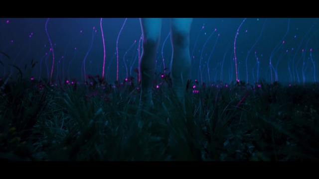 Video Reference: Sky, Purple, Organism, Terrestrial plant, Grass, Violet, Plant, Font, Grass family, Electric blue