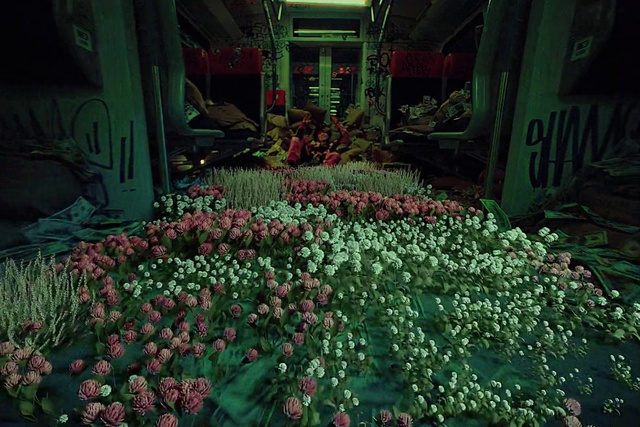 Video Reference: Flower, Plant, Green, Petal, Grass, Red, Groundcover, Terrestrial plant, Shrub, Annual plant