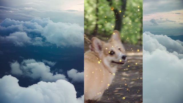 Video Reference: Cloud, Dog, Sky, Plant, Carnivore, Natural landscape, Dog breed, Fawn, Snout, Landscape