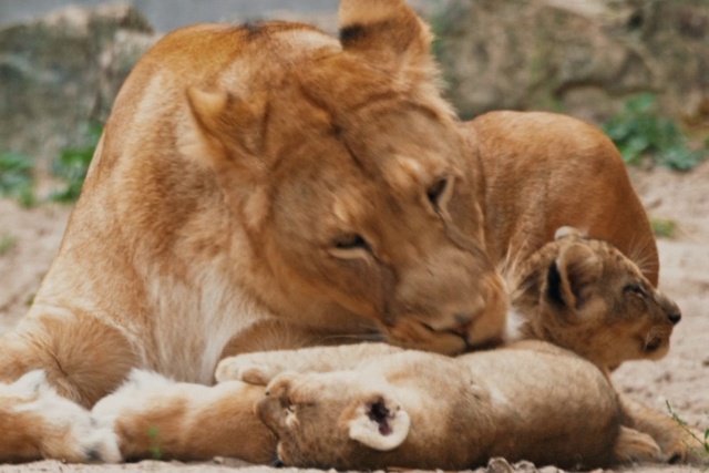 Video Reference: Carnivore, Organism, Felidae, Fawn, Big cats, Terrestrial animal, Grass, Snout, Lion, Masai lion