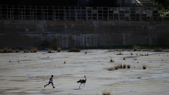 Video Reference: Ecoregion, Water, Beak, Body of water, Grey, Bird, Wood, Waterfowl, Grass, Sand