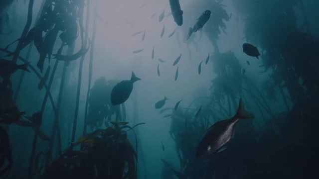 Video Reference: Water, Vertebrate, Underwater, Fin, Organism, Fluid, Fish, Marine biology, Electric blue, Reef