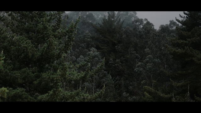 Video Reference: Plant, Sky, Twig, Natural landscape, Window, Wood, Tree, Atmospheric phenomenon, Grass, Tints and shades