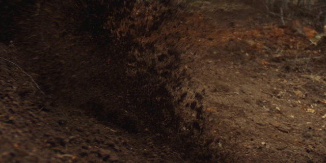 Video Reference: Brown, Wood, Plant, Event, Landscape, Grass, Soil, Tree, Darkness, Rock