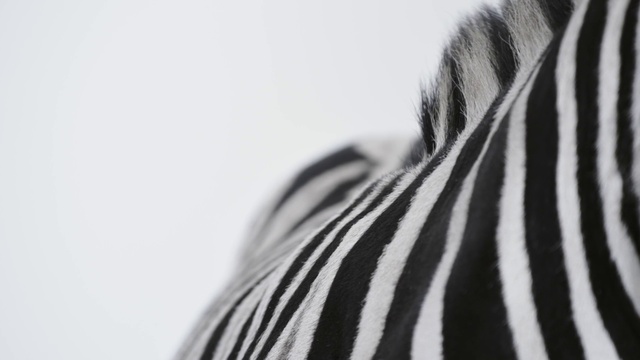 Video Reference: Hair, Eye, Eyelash, Neck, Snout, Electric blue, Zebra, Terrestrial animal, Landscape, Wildlife