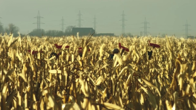 Video Reference: Plant, Sky, People in nature, Agriculture, Grass, Grass family, Event, Field, Plantation, Flowering plant