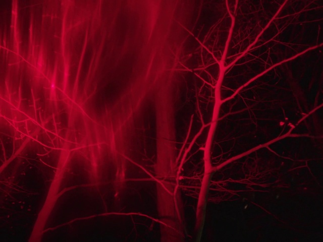 Video Reference: Branch, Sky, Pink, Twig, Woody plant, Magenta, Electric blue, Pattern, Space, Event