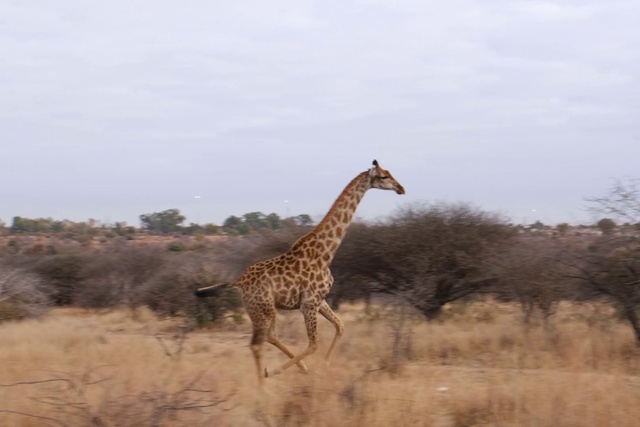 Video Reference: Giraffe, Sky, Giraffidae, Plant, Vertebrate, Natural environment, Natural landscape, Mammal, Tree, Vegetation