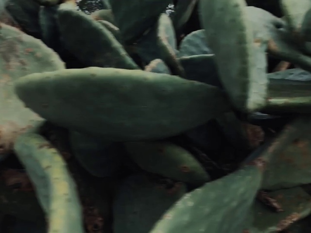 Video Reference: Plant, Terrestrial plant, Flowering plant, Local food, Staple food, Succulent plant, Natural material, Perennial plant, Produce