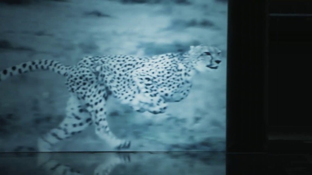Video Reference: Felidae, Cheetah, Sky, Leopard, Carnivore, African leopard, Organism, Big cats, Cloud, Snow leopard