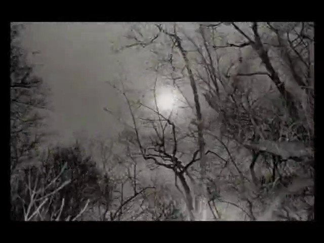 Video Reference: trees, branches, silhouette, sky, light, moon, night, winter, bare trees, outdoors, monochrome, nature, forest, low light