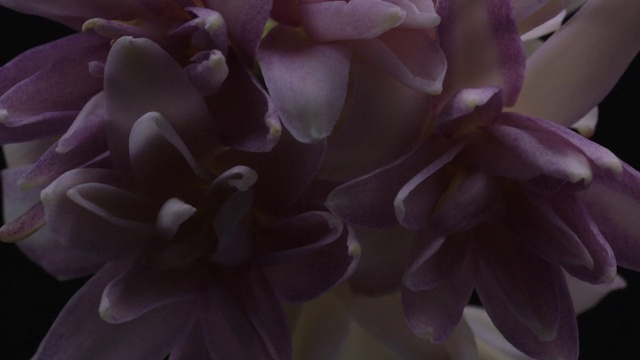 Video Reference: Plant, Flower, Purple, Petal, Violet, Herbaceous plant, Annual plant, Flowering plant, Rose family, Magenta