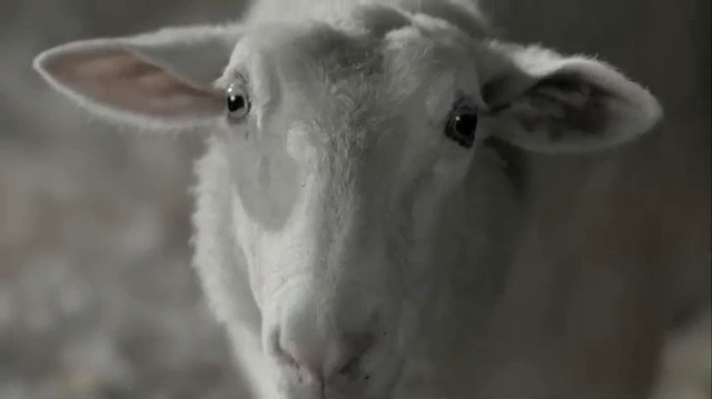 Video Reference: Head, Eye, Goat, Human body, Jaw, Ear, Neck, Horn, Terrestrial animal, Goat-antelope