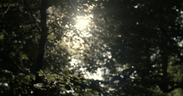Video Reference: Water, Plant, Sky, Natural landscape, Tree, Astronomical object, Tints and shades, Twig, Grass, Lens flare
