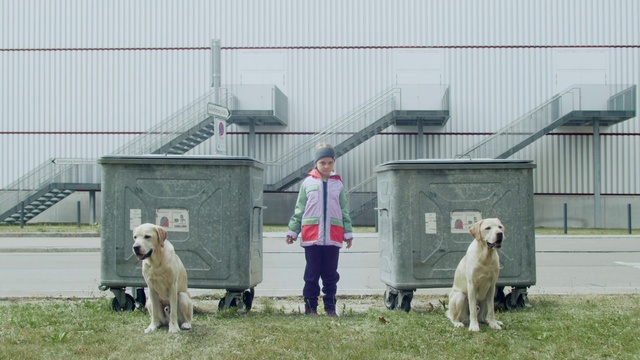 Video Reference: Dog, Vertebrate, Carnivore, Dog breed, Sky, Mammal, Fawn, Fence, Companion dog, Grass