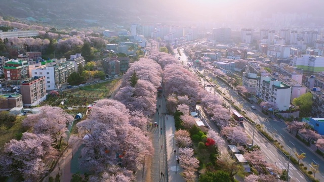 Video Reference: Building, Plant, Sky, Tower, Urban design, Tree, Tower block, Thoroughfare, Landscape, Residential area