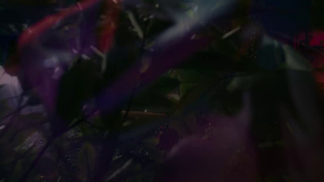 Video Reference: Purple, Violet, Terrestrial plant, Water, Petal, Electric blue, Twig, Event, Plant, Magenta