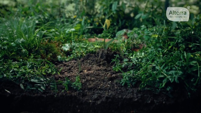 Video Reference: Plant, Flower, Plant community, Terrestrial plant, Shrub, Grass, Groundcover, Natural landscape, Landscape, Grass family