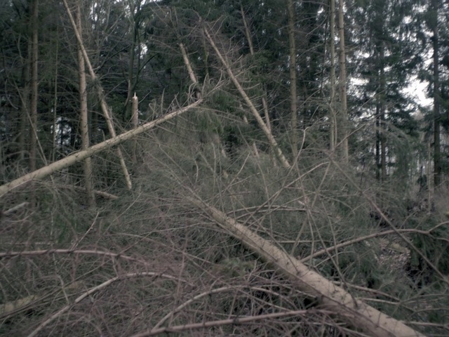 Video Reference: Plant, Wood, Tree, Twig, Trunk, Terrestrial plant, Grass, Natural landscape, Evergreen, Landscape