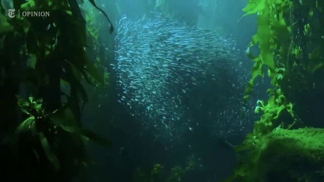 Video Reference: Water, Fluid, Macrocystis, Underwater, Kelp, Fish, Aquatic plant, Plant, Marine biology, Terrestrial plant