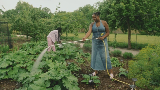 Video Reference: Plant, Tree, Farmer, Agriculture, Sky, Leaf vegetable, People in nature, Groundcover, Farmworker, Field