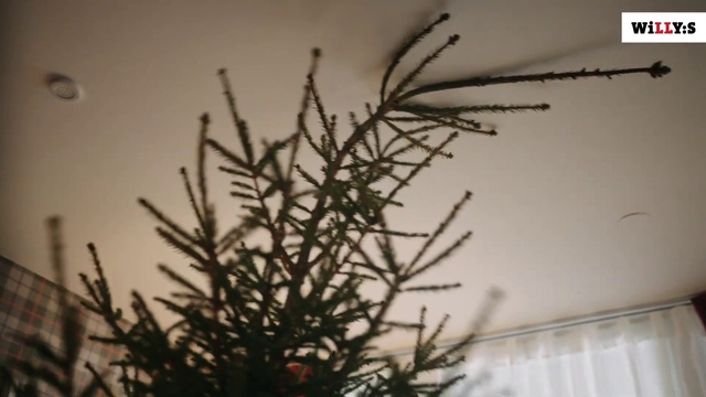 Video Reference: Plant, Branch, Terrestrial plant, Larch, Twig, Grass, Evergreen, Eyelash, Freezing, Tree