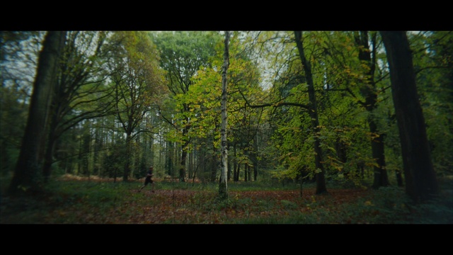 Video Reference: Plant, Natural landscape, Wood, People in nature, Branch, Tree, Terrestrial plant, Trunk, Grass, Deciduous