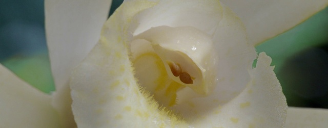 Video Reference: Flower, Plant, Petal, Jaw, Terrestrial plant, Flowering plant, Macro photography, Moth Orchid, Liquid, Pollen