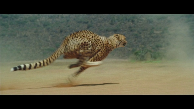 Video Reference: Felidae, Beak, Carnivore, Fawn, Big cats, Terrestrial animal, Galliformes, Leopard, Snout, Tail