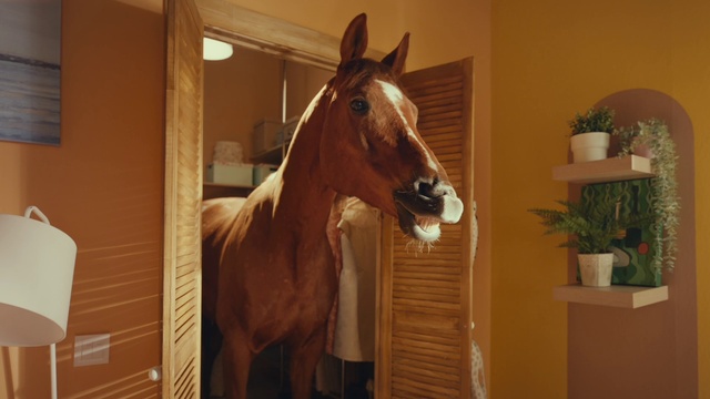 Video Reference: Horse, Plant, Flowerpot, Houseplant, Liver, Wood, Working animal, Window, Fawn, Sorrel