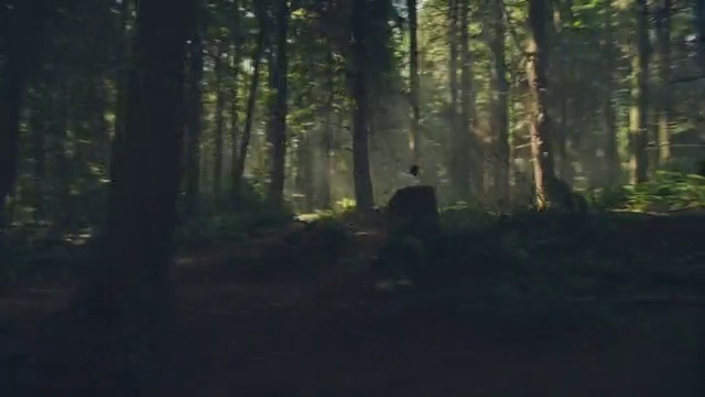 Video Reference: Plant, Natural landscape, Wood, Tree, Terrestrial plant, Trunk, Tints and shades, Landscape, Deciduous, Grass