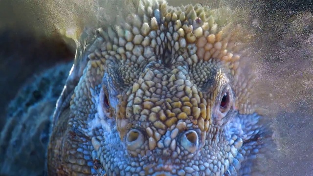 Video Reference: Plant, Flower, Organism, Underwater, Marine biology, Terrestrial animal, Art, Water, Scaled reptile, Felidae