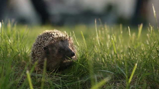 Video Reference: Hedgehog, Erinaceidae, Plant, Domesticated hedgehog, Fawn, Terrestrial animal, Grass, Whiskers, Grassland, Snout