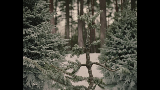 Video Reference: Window, Plant, Wood, Twig, Natural landscape, Trunk, Terrestrial plant, Evergreen, Freezing, Tints and shades