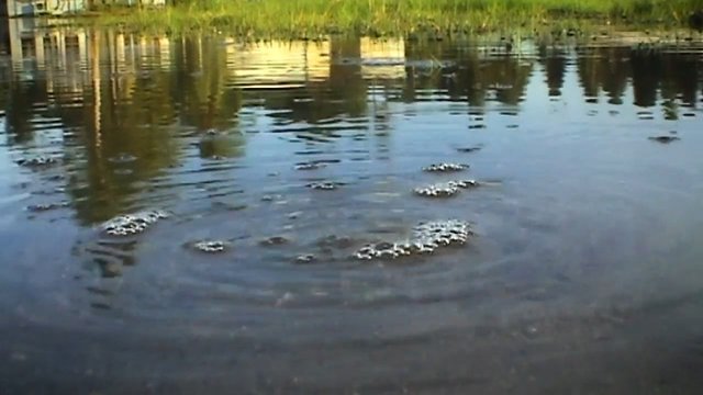 Video Reference: water, ripples, bubbles, pond, lake, reflection, shoreline, trees, grass, outdoors, nature, surface