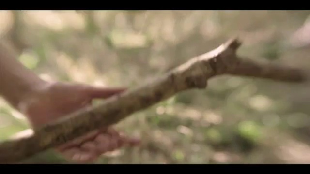 Video Reference: Twig, Plant, Wood, Terrestrial plant, Grass, Macro photography, Natural landscape, Soil, Trunk, Terrestrial animal