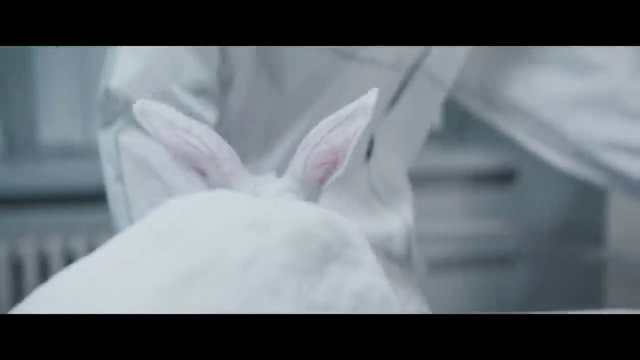 Video Reference: Rabbit, Ear, Rabbits and Hares, Eyelash, Gesture, Whiskers, Plant, Petal, Hare, Domestic rabbit