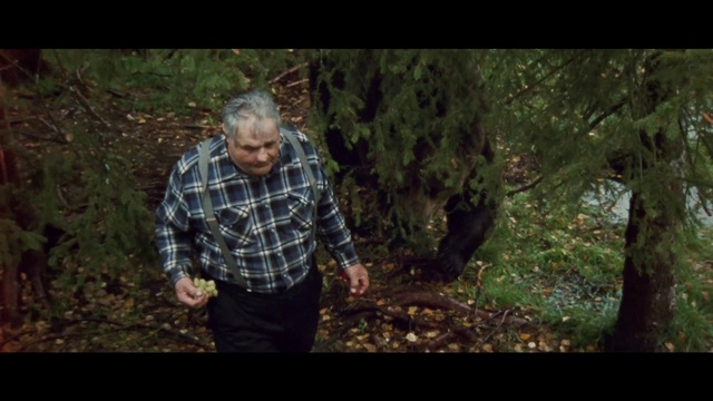 Video Reference: Plant, Tartan, People in nature, Flash photography, Tree, Gesture, Wood, Terrestrial plant, Grass, Woody plant