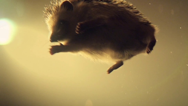 Video Reference: Rodent, Tail, Snout, Terrestrial animal, Whiskers, Pest, Fur, Cloud, Claw, Art