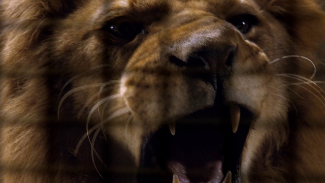 Video Reference: Felidae, Dog breed, Carnivore, Lion, Big cats, Companion dog, Fawn, Whiskers, Terrestrial animal, Snout