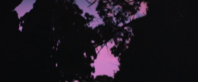 Video Reference: Plant, Purple, Cloud, Sky, Twig, Violet, Pink, Astronomical object, Tints and shades, Window