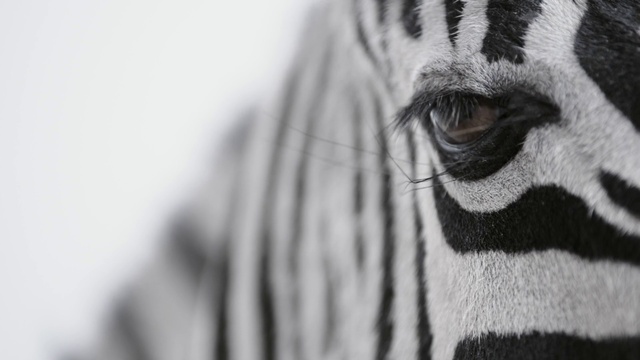Video Reference: Head, Eye, Eyelash, Grey, Style, Black-and-white, Whiskers, Water, Terrestrial animal, Snout