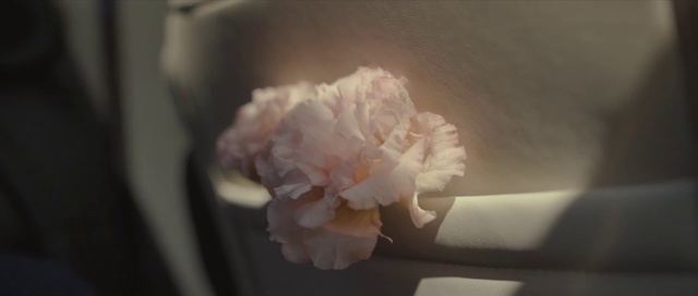 Video Reference: Flower, Plant, Petal, Tints and shades, Blossom, Cloud, Rose family, Rose order, Flowering plant, Cut flowers