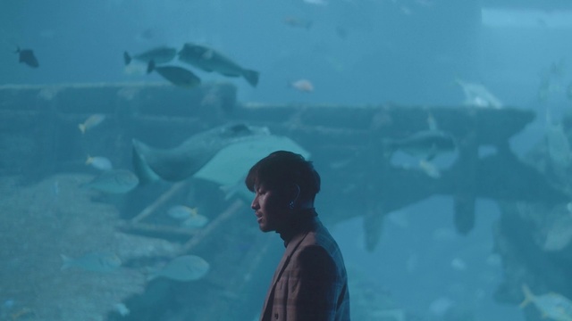 Video Reference: Water, Vertebrate, Azure, Underwater, Travel, Aqua, Fin, Fish, Electric blue, Fun