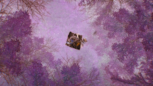 Video Reference: Purple, Nature, Wood, Violet, Art, Twig, Tree, Grass, Landscape, Font