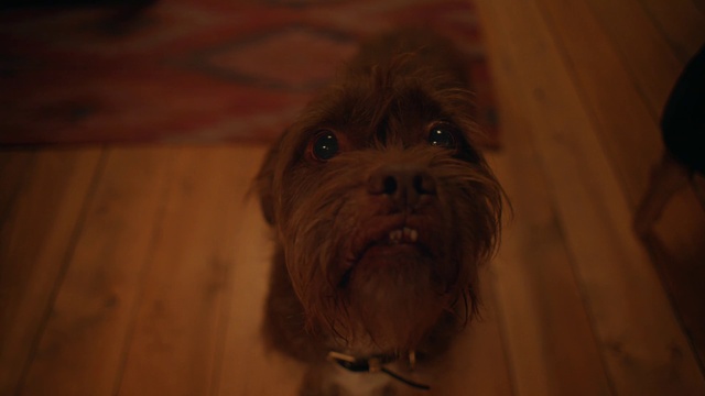 Video Reference: Hair, Dog, Eye, Dog breed, Carnivore, Liver, Wood, Iris, Companion dog, Whiskers