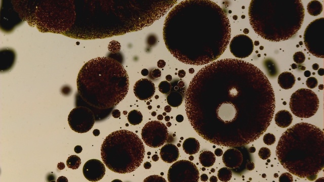 Video Reference: Brown, Liquid, Organism, Cuisine, Cup, Ingredient, Circle, Drink, Dish, Pattern